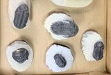 Lot: Assorted Devonian Trilobites - Pieces #80736-2
